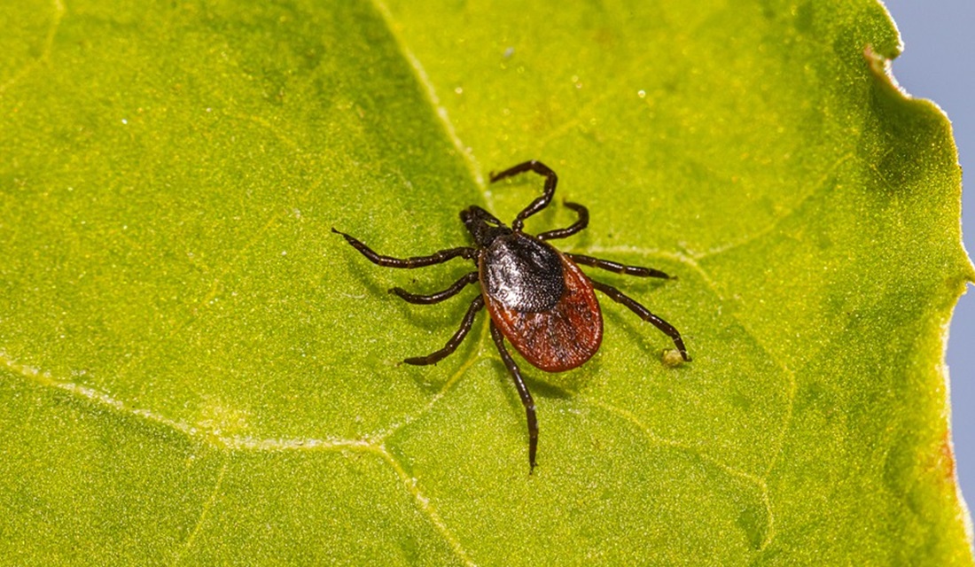 A morte de uma criança de seis anos por febre maculosa em Campos dos Goytacazes, no Rio de Janeiro, acendeu um alerta para o município nesta semana. Segundo a Secretaria de Saúde, nesta terça (14), agentes da prefeitura fizeram uma busca ativa para identificação e combate ao carrapato responsável pela transmissão da bactéria do gênero Rickettsia, causadora da doença. Agora, a cidade está adotando medidas para evitar que novos casos surjam na região.