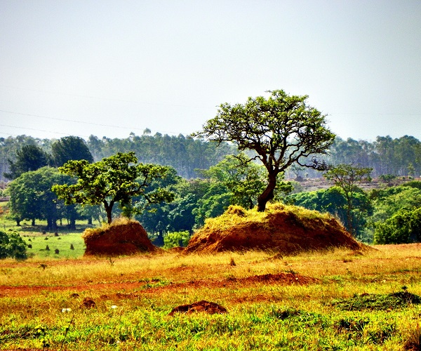 Paisagem do bioma - Desmatamento do Cerrado é responsável pela crise hídrica. Perda de vegetação soma quase 50%. Ocupação pelo agronegócio é ameaça