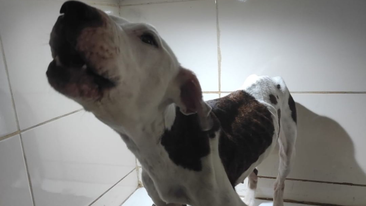 Foto da cadela - Pit Bull em situação de maus-tratos foi resgatada no Entorno do DF. Cadela estava com sintomas de estresse e fome. Animal comia gatos. Veja: