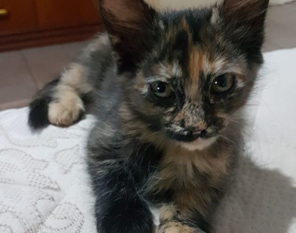 Feira de adoção de cães e gatos em Goiânia acontece neste sábado