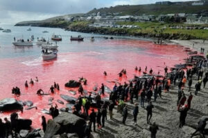 Matança de 1.400 golfinhos na Europa não é ilegal: entenda o motivo