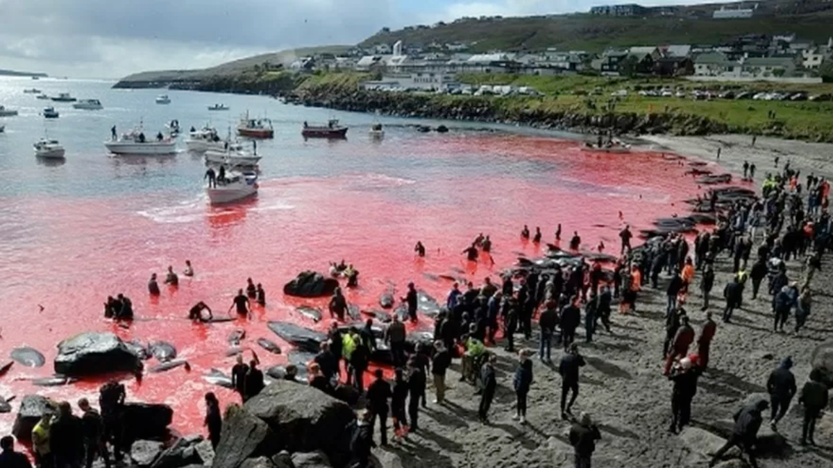 Matança de 1.400 golfinhos na Europa não é ilegal: entenda o motivo
