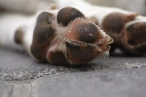 Projeto obriga motorista a prestar socorro a animais atropelados em Goiás