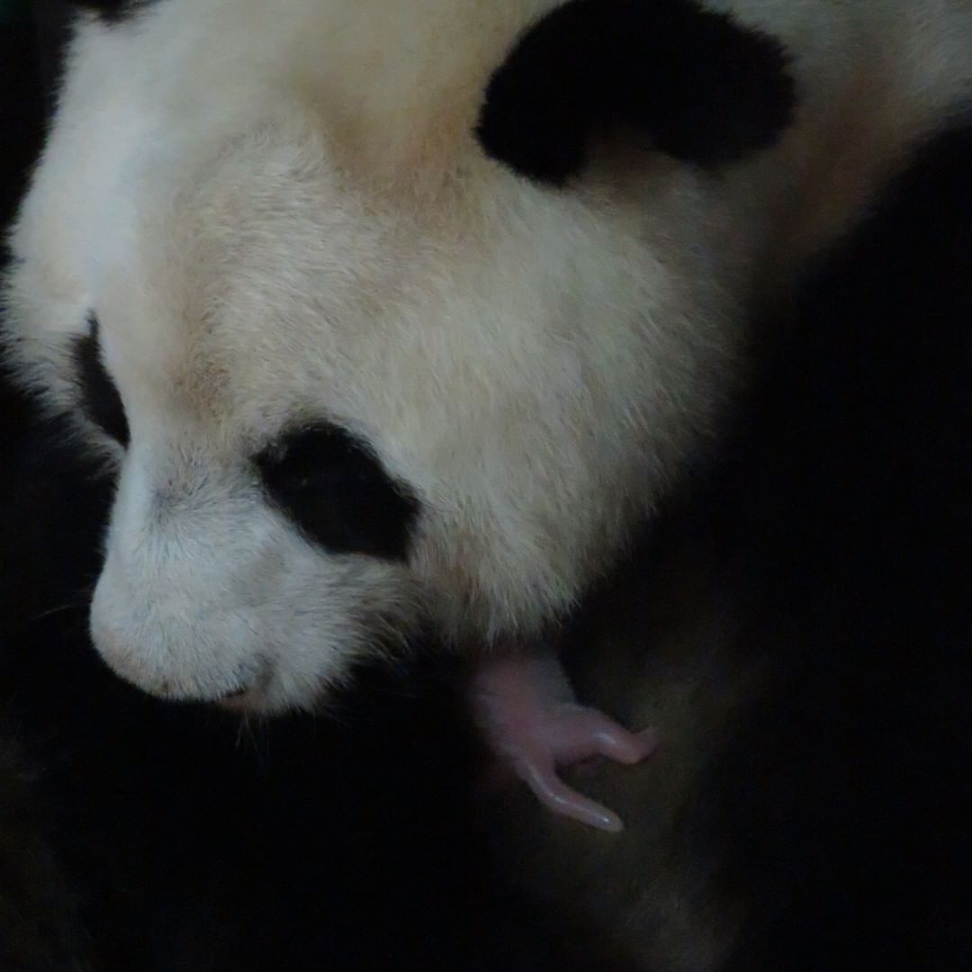 Filhote do panda gigante