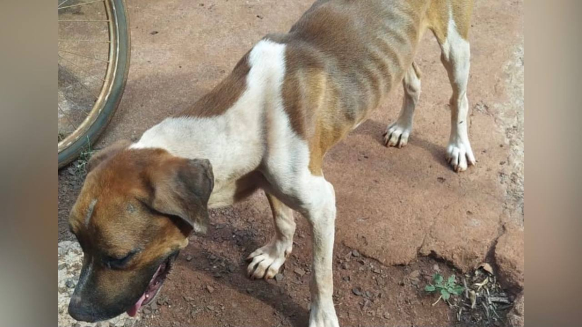 Dois cães são resgatados em situação de maus-tratos em Itumbiara