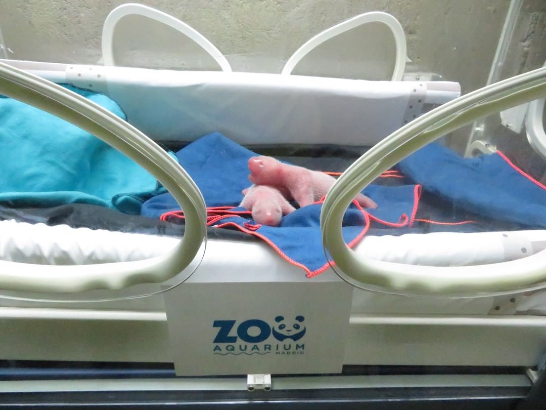 Filhote do panda gigante