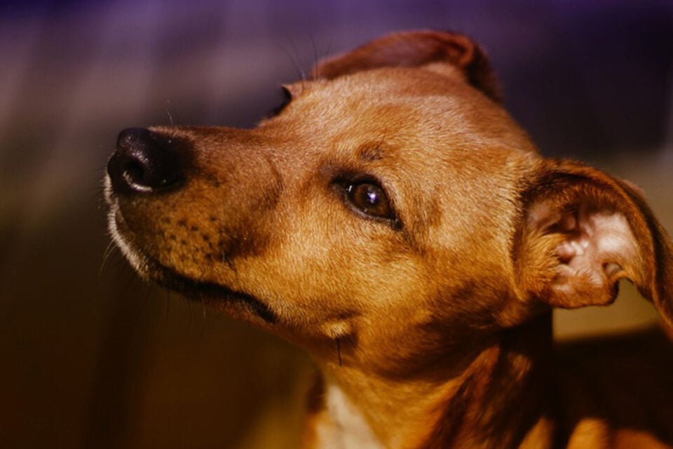 Vereadora propõe 'Bolsa Castração' para famílias carentes que tenham pets, em Goiânia