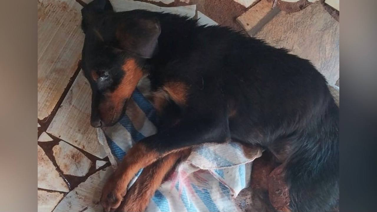 Dois cães são resgatados em situação de maus-tratos em Itumbiara