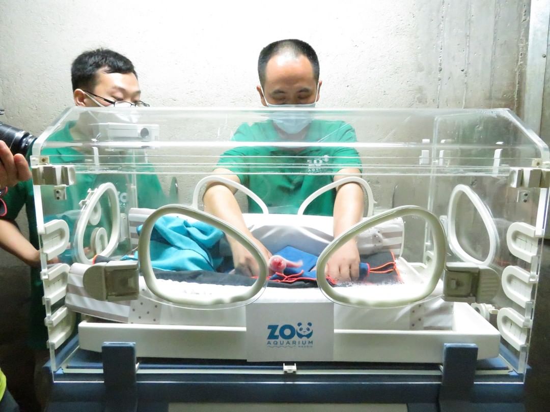 Filhote do panda gigante