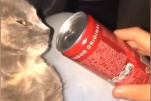 cheirar entorpecente