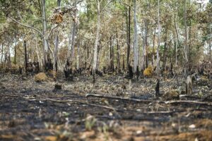Municípios turísticos de Goiás estão entre os 10 que mais tiveram cerrado destruído no estado (Foto: Wikimedia)
