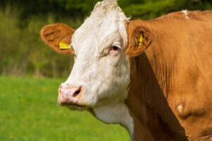 Rio Grande do Sul recebe certificado de estado livre da febre aftosa