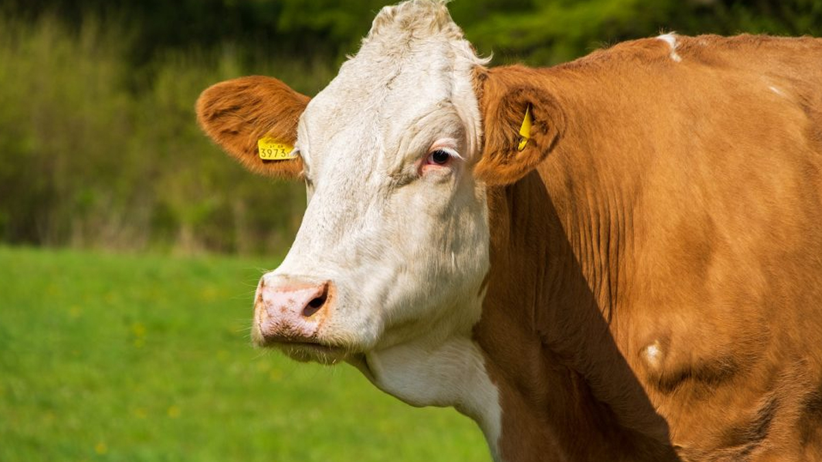 Rio Grande do Sul recebe certificado de estado livre da febre aftosa