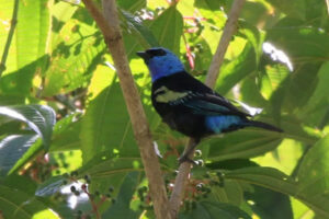 Ave do Cerrado reaparece depois de quase 100 anos sem ser vista em expedição na Chapada dos Veadeiros