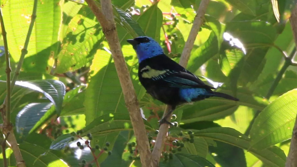 Ave do Cerrado reaparece depois de quase 100 anos sem ser vista em expedição na Chapada dos Veadeiros