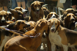 Coreia do Sul considera proibir prática de comer carne de cachorro