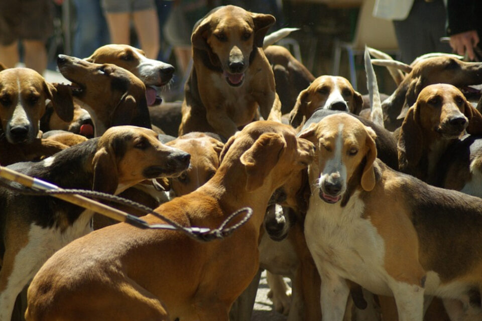 Coreia do Sul considera proibir prática de comer carne de cachorro