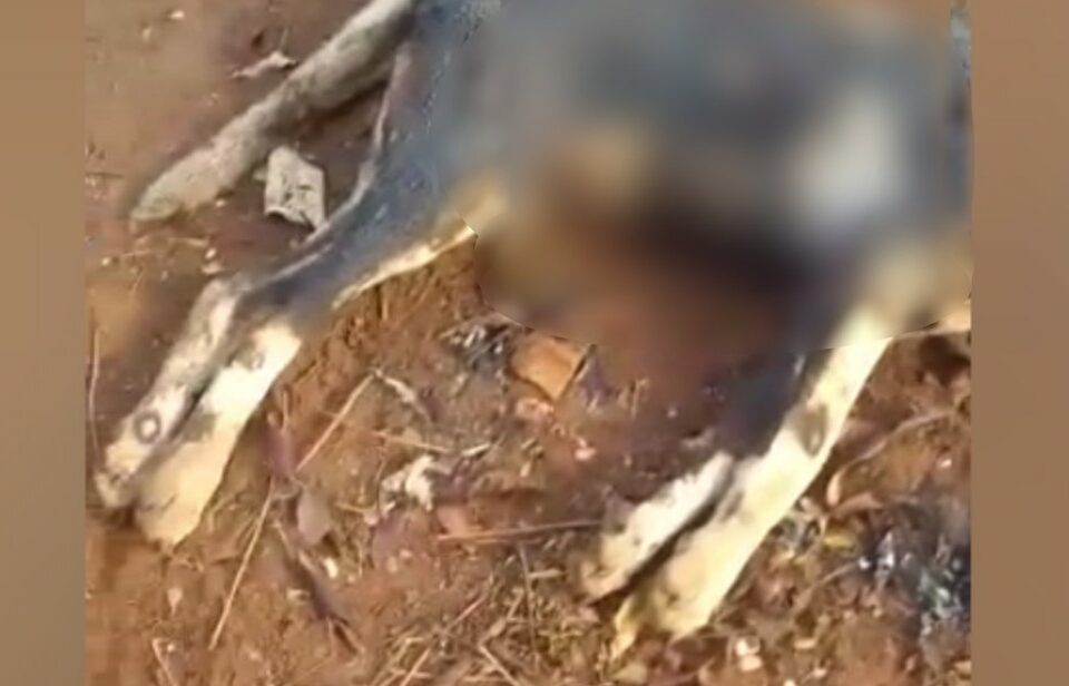 Um homem foi preso suspeito de matar um cão a facadas e queimar o corpo do animal. O caso ocorreu em Paranaiguara, interior de Goiás. (Foto: reprodução/TV Anhanguera)