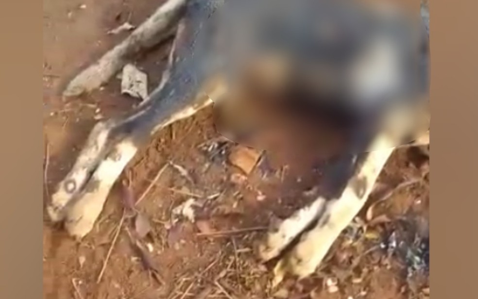 Um homem foi preso suspeito de matar um cão a facadas e queimar o corpo do animal. O caso ocorreu em Paranaiguara, interior de Goiás. (Foto: reprodução/TV Anhanguera)