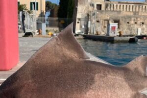 Animal com pouco mais de um metro de comprimento intrigou a Marinha. Tubarão com 'rosto de porco' é encontrado morto na Itália: foto