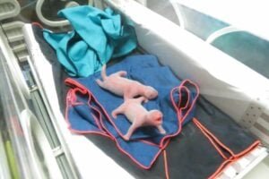 Filhotes do panda gigante