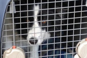 Dezenas de cachorros do aeroporto de Cabul, abandonados durante as caóticas operações de retirada após o retorno dos talibãs ao poder no Afeganistão, se preparam para voltarem ao trabalho. - Abandonados à própria sorte, cães do aeroporto de Cabul se preparam para voltarem ao trabalho