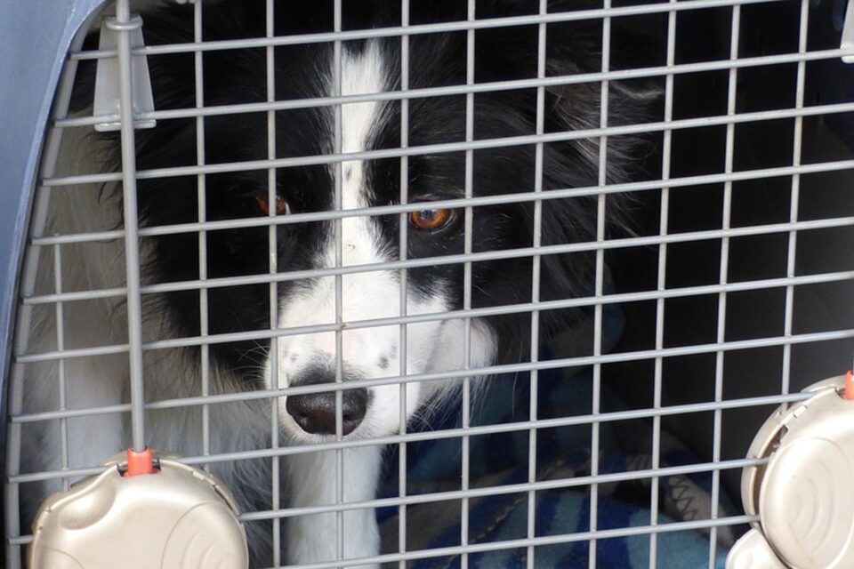 Dezenas de cachorros do aeroporto de Cabul, abandonados durante as caóticas operações de retirada após o retorno dos talibãs ao poder no Afeganistão, se preparam para voltarem ao trabalho. - Abandonados à própria sorte, cães do aeroporto de Cabul se preparam para voltarem ao trabalho