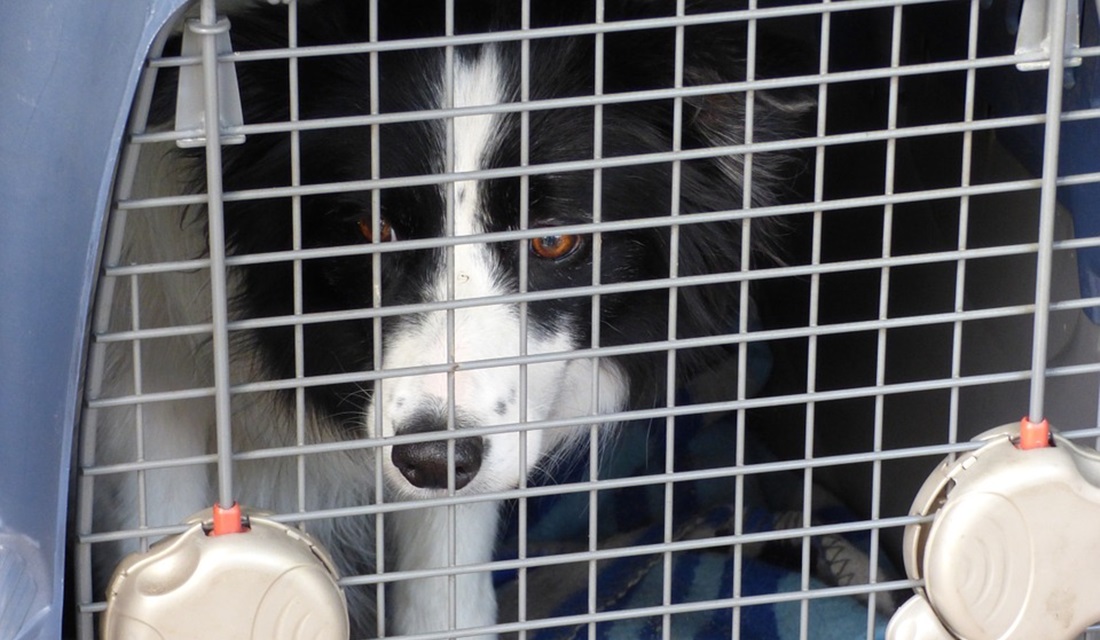 Dezenas de cachorros do aeroporto de Cabul, abandonados durante as caóticas operações de retirada após o retorno dos talibãs ao poder no Afeganistão, se preparam para voltarem ao trabalho. - Abandonados à própria sorte, cães do aeroporto de Cabul se preparam para voltarem ao trabalho