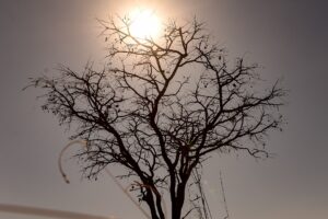 Arvóre seca com sol forte em cima