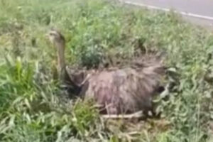 Bombeiros resgatam ema com pernas quebradas às margens da GO-174