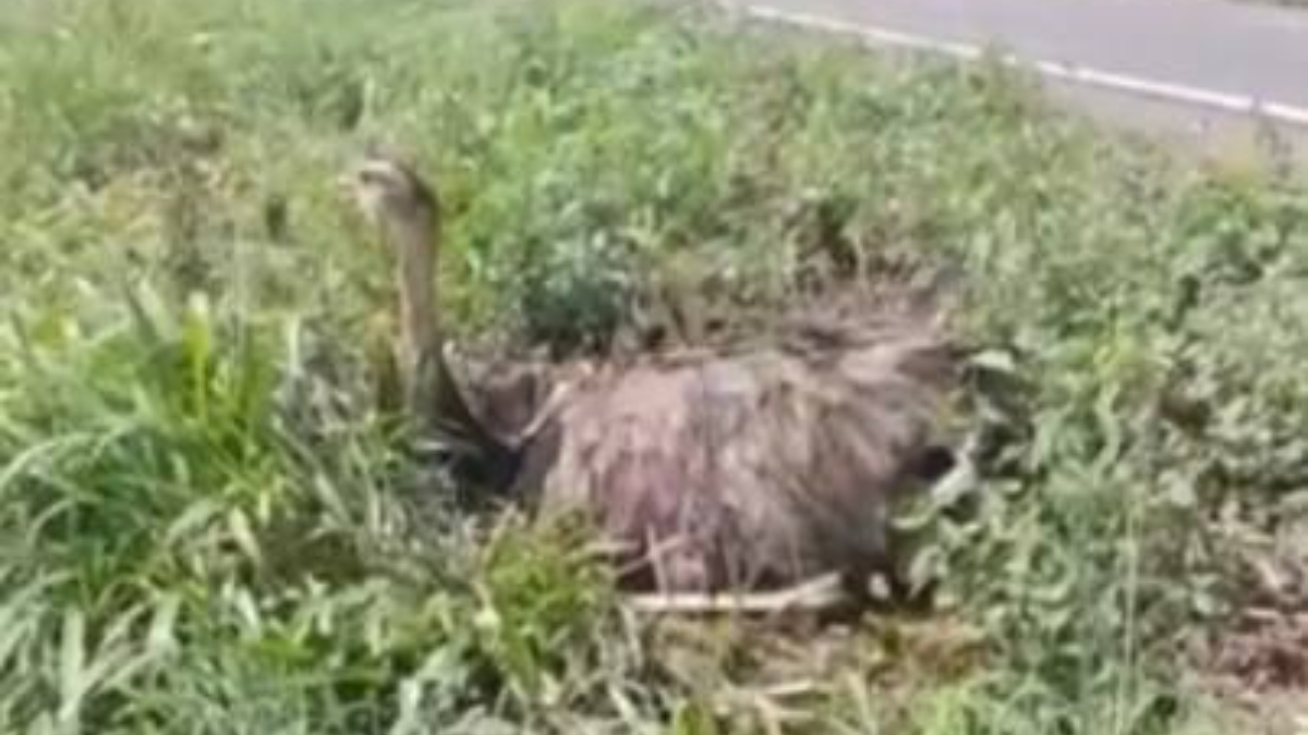 Bombeiros resgatam ema com pernas quebradas às margens da GO-174