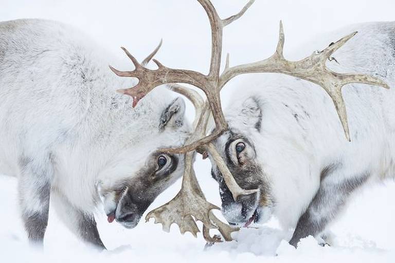 Renas de Svalbard, no ártico norueguês, brigam pelo controle de um harém - Stefano Unterthiner/WPY