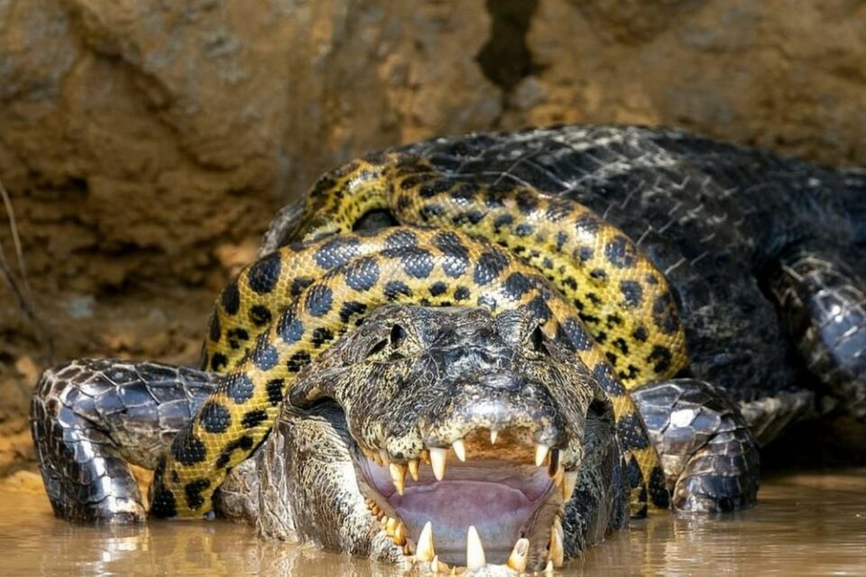 Briga entre sucuri e jacaré no Pantanal é flagrada por fotógrafo americano