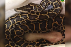 Polícia prende casal após encontrar notas falsas e cobra píton dentro da casa, em Luziânia (Foto: Divulgação/PMG)