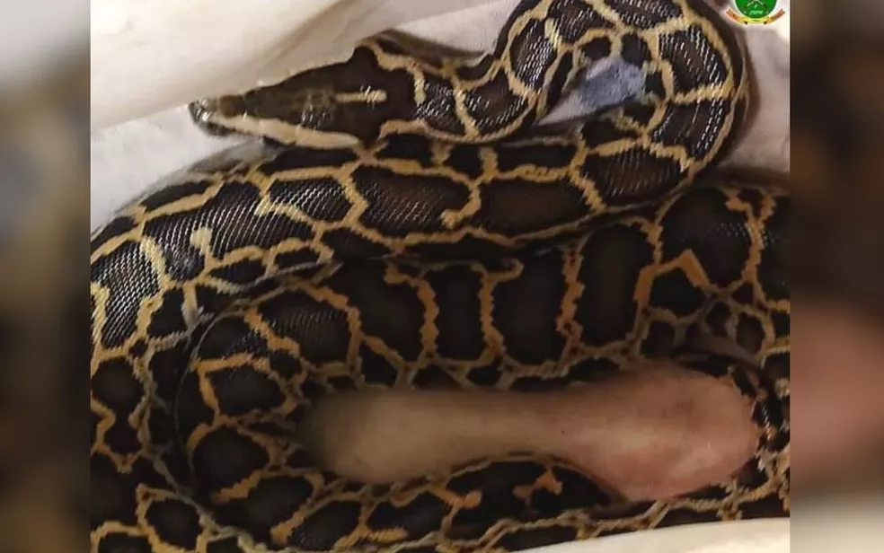 Polícia prende casal após encontrar notas falsas e cobra píton dentro da casa, em Luziânia (Foto: Divulgação/PMG)