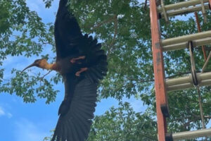 Bombeiros salvam curicaca presa em linha de pipa em Rio Verde: vídeo