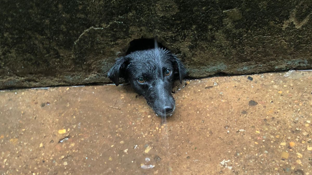 Cadela recebe ajuda após ficar com a cabeça presa em buraco no muro, em Caldas Novas