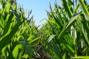 Maior área plantada no município é destinada ao cultivo de milho e cana-de-açúcar (Foto: PxFuel)