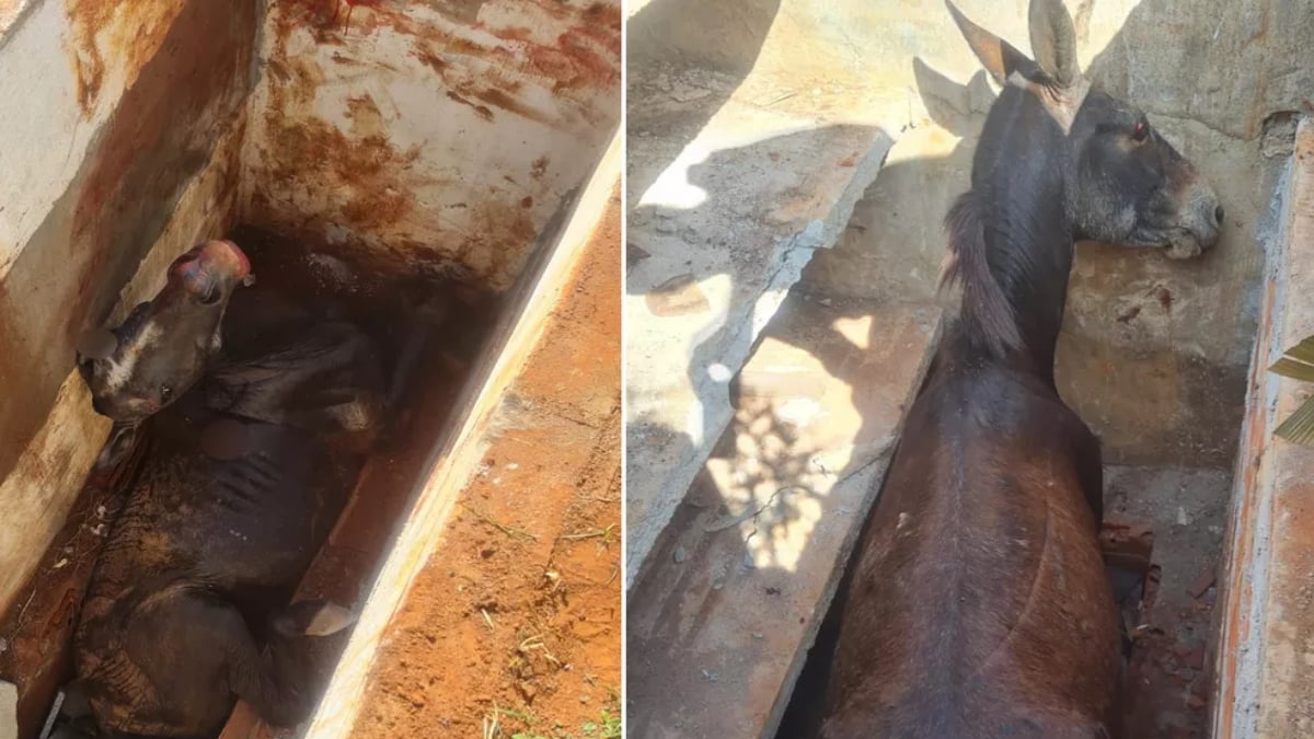 Burro e égua caem dentro de covas em cemitério e são resgatados, em Uruaçu
