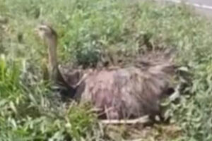 Ibama confirma morte de ema que quebrou as pernas na GO-174