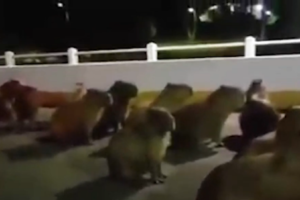 Homem flagra atropelamento de manada de capivaras, no Paraná; Vídeo