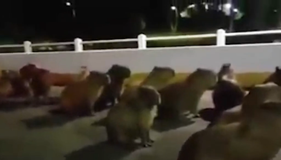 Homem flagra atropelamento de manada de capivaras, no Paraná; Vídeo