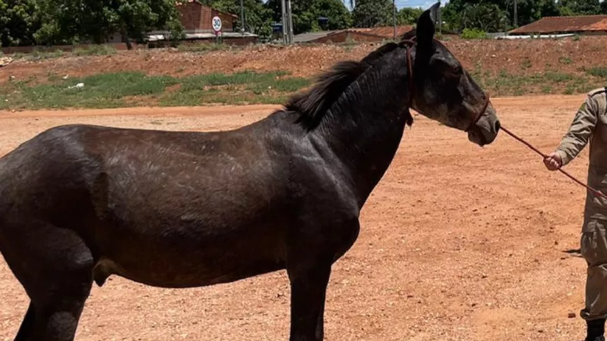 Burro e égua caem dentro de covas em cemitério e são resgatados, em Uruaçu