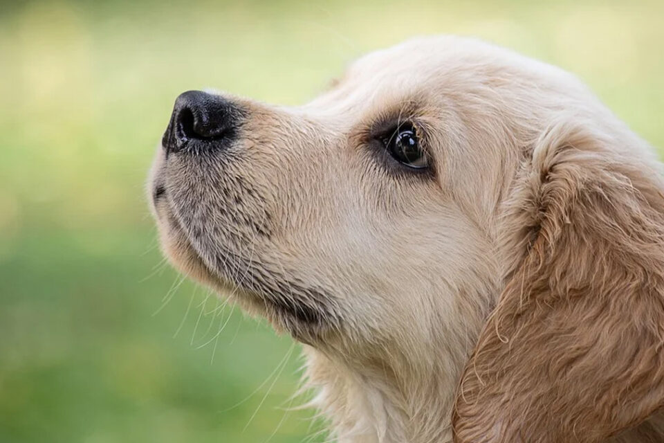 Projetos sobre tatuagens em animais em Goiânia e Goiás podem dar margem a questionamento