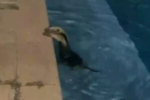 Tamanduá toma banho de piscina em casa de Caldas Novas: veja o vídeo