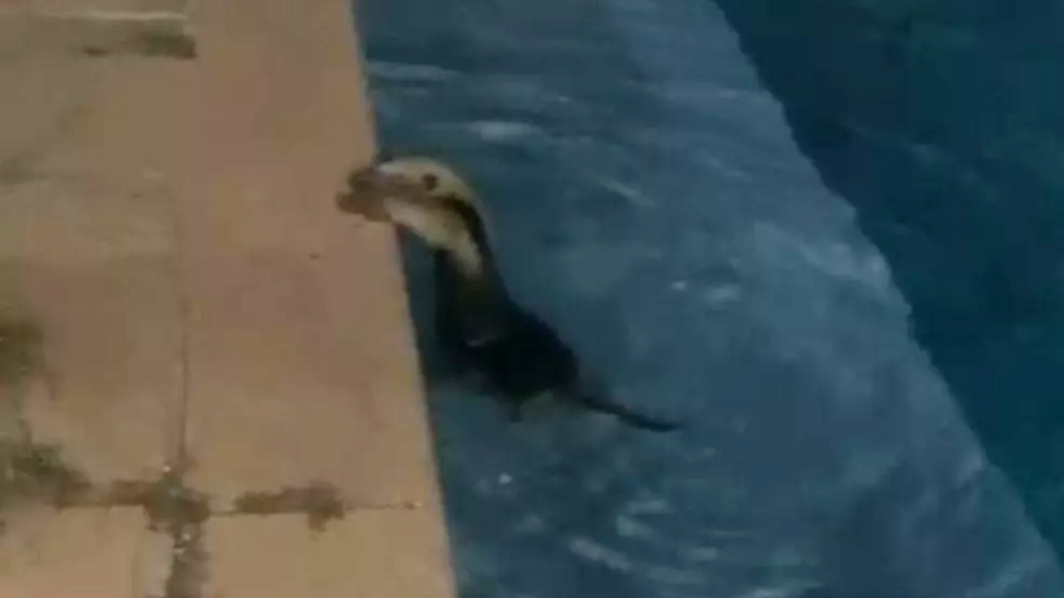 Tamanduá toma banho de piscina em casa de Caldas Novas: veja o vídeo