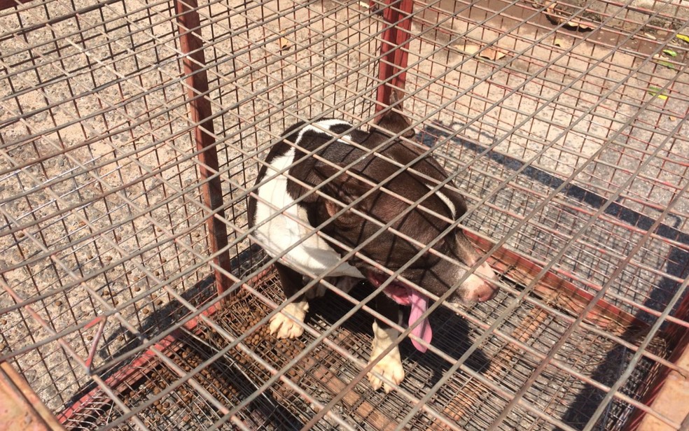 Após tentar morder moradores, pit bull é capturado em Goianésia