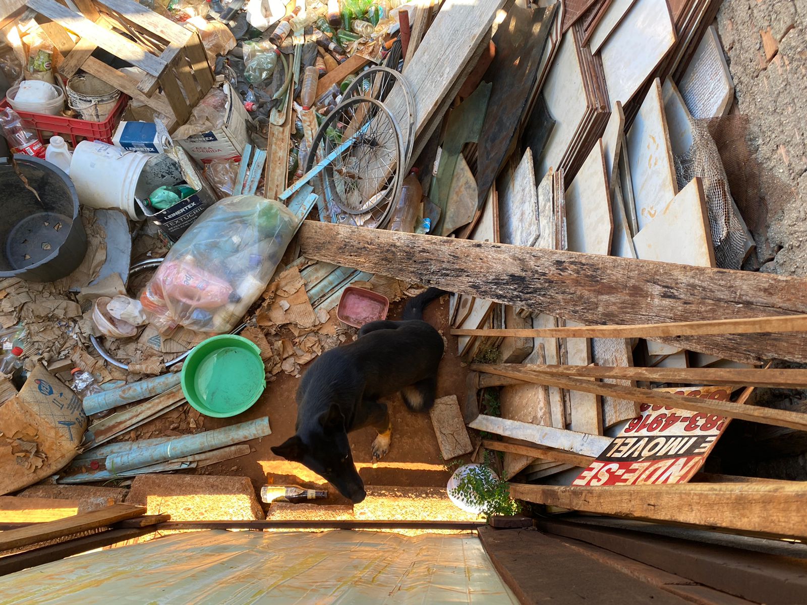 Animal vivia em meio a muito lixo dentro de um lote no Bairro de Lourdes. (Foto: Jonathan Cavalcante/Mais Anápolis)