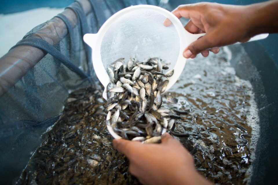 peixes tilápia