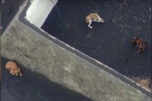 Três cães abandonados próximo vulcão podem ser resgatados por drone, em La Palma